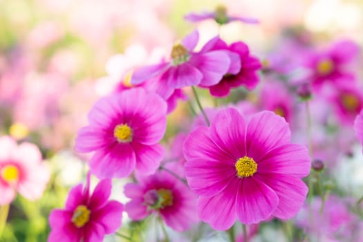 Closeup beautiful pink cosmos flower with blue sky background, selective focus