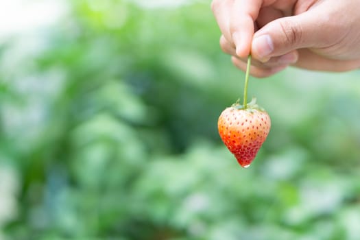 Hand holding fresh strawberry with green nature background, selective focus