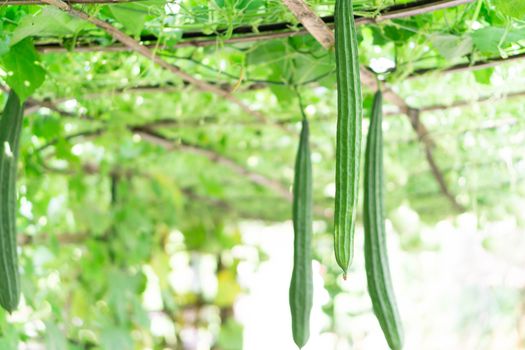 Fresh Angled gourd vegetable on branch, selective focus