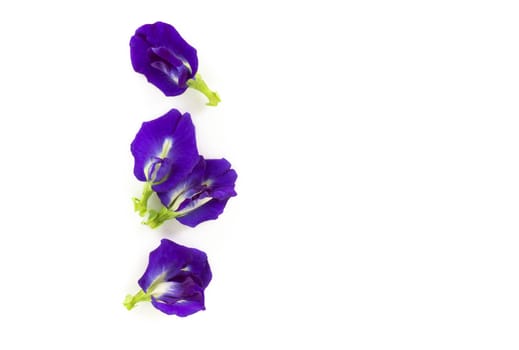 Butterfly pea flower on white background, herb and medical concept