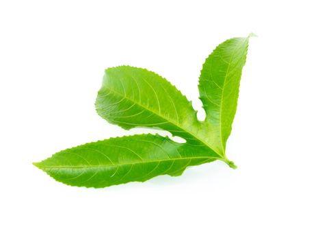 Green passion fruit leaf isolated on white background