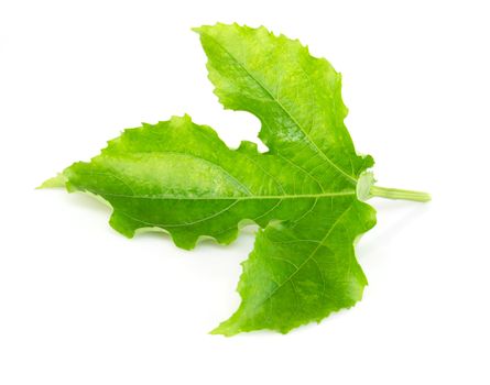 Green passion fruit leaf isolated on white background