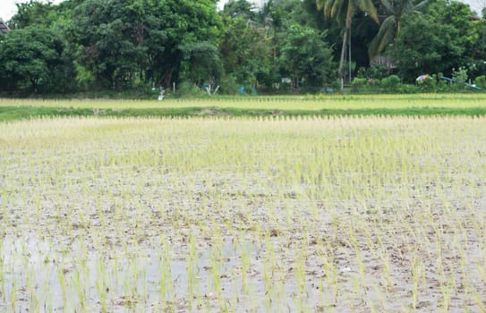 Rice field