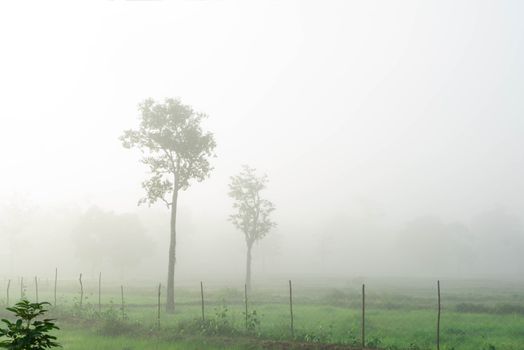 Green rice field with fog in the morning