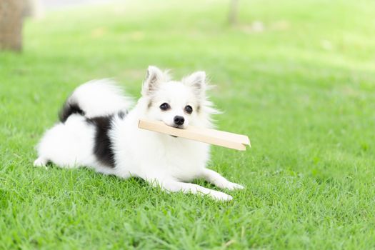 Closeup puppy pomeranian playing on green grass nature background, dog healthy concept, selective focus