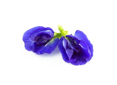 Butterfly pea flower on white background, herb and medical concept