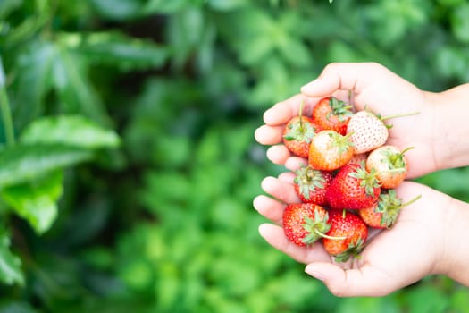 Hand holding fresh strawberry with green nature background, selective focus