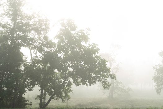 Country road with fog in the morning