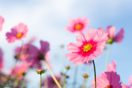 Closeup beautiful pink cosmos flower in the field with sunlight at morning, selective focus