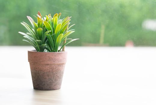 Green small tree in pot on wood table in coffee shop, Decoration concept