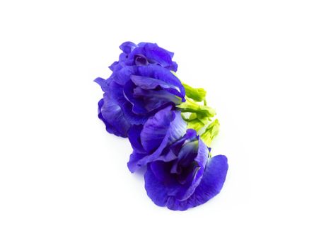 Butterfly pea flower on white background, herb and medical concept