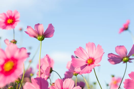Closeup beautiful pink cosmos flower in the field with sunlight at morning, selective focus