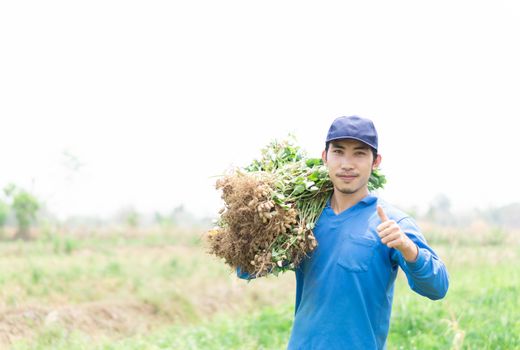 Closeup gardener man holding fresh raw peanut with thumb up finger in the green field, selective focus