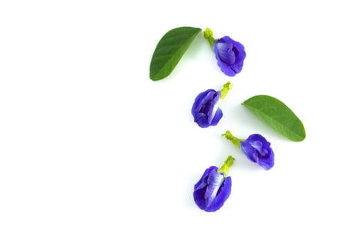Butterfly pea flower on white background, herb and medical concept
