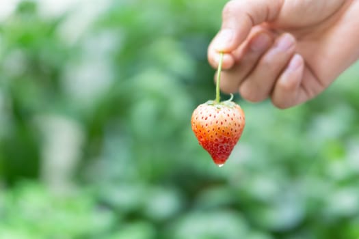 Hand holding fresh strawberry with green nature background, selective focus