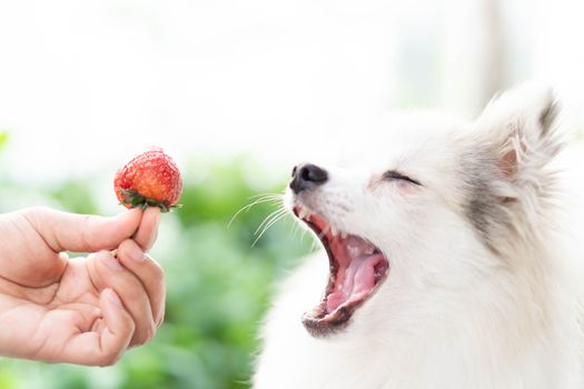 Closeup cute pomeranian dog looking red strawberry in hand with happy moment, selective focus