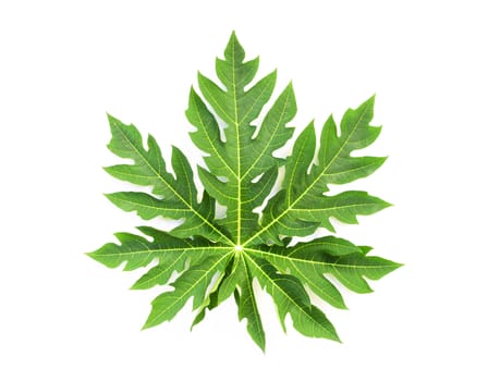 Closeup green papaya leaf isolated on white background