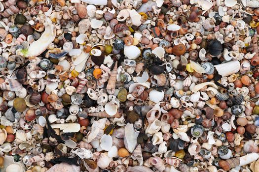 Pile of the shells of molluscs on the sand at low tide
