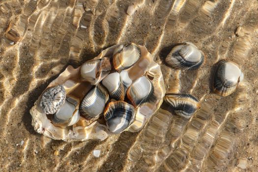 Unusual shot shells under the sea level on seabed - species of edible saltwater clams