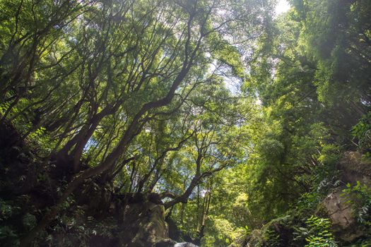 walk and discover the prego salto waterfall on the island of sao miguel, azores, Portugal.