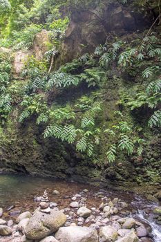 walk and discover the prego salto waterfall on the island of sao miguel, azores, Portugal.