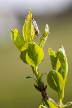 Insect in the small new leaves in spring, Macro shoot