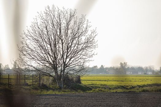 Bare tree in the countryside in north Italy before spring