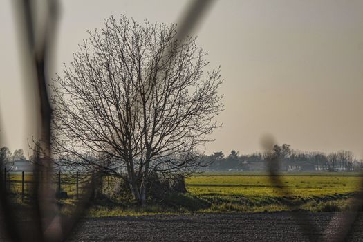 Bare tree in the countryside in north Italy before spring