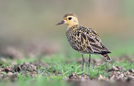 The Pacific golden plover is a medium-sized plover. The genus name is Latin and means relating to rain, from pluvia, "rain". It was believed that golden plovers flocked when rain was imminent.