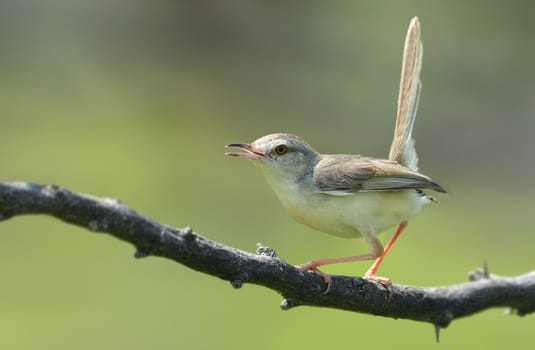 The plain prinia, also known as the plain wren-warbler or white-browed wren-warbler, is a small cisticolid warbler found in southeast Asia.