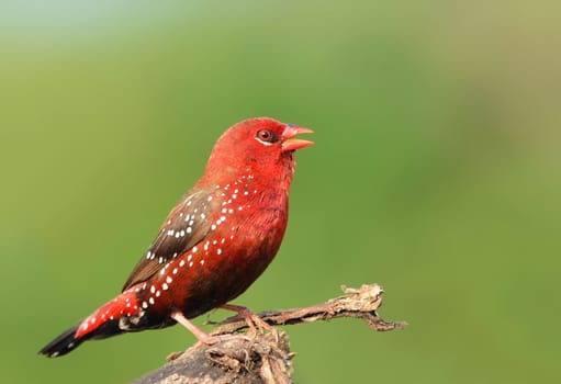 The red avadavat, red munia or strawberry finch, is a sparrow-sized bird of the family Estrildidae.