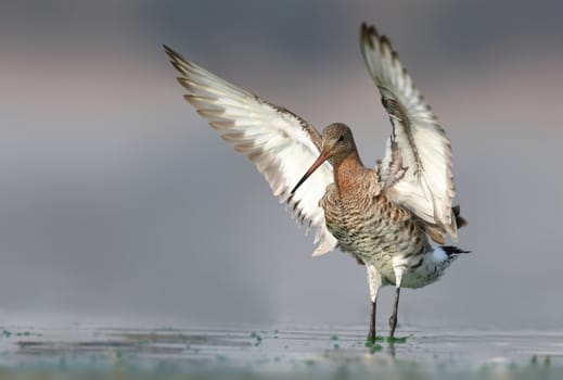 With its long beak, white-barred wings and namesake tail, the Black-Tailed Godwit is a distinctive and elegant bird. The god wit breeds from Iceland all the way through Europe.