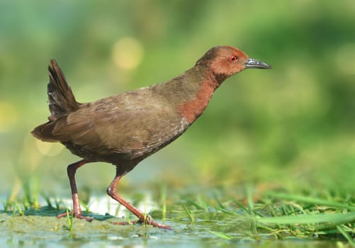 The ruddy-breasted crake, or ruddy crake, is a waterbird in the rail and crake family Rallidae.