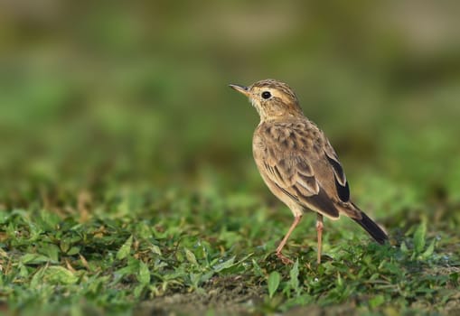 The paddyfield pipit or Oriental pipit is a small passerine bird in the pipit and wagtail family. It is a resident breeder in open scrub, grassland.