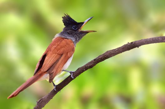 The Indian paradise flycatcher is a medium-sized passerine bird native to Asia, where it is widely distributed.