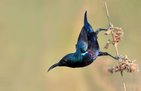 The purple sunbird is a small bird in the sunbird family found mainly in South and Southeast Asia but extending west into parts of the Arabian peninsula.