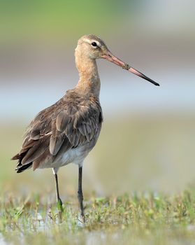 With its long beak, white-barred wings and namesake tail, the Black-Tailed Godwit is a distinctive and elegant bird. The god wit breeds from Iceland all the way through Europe.