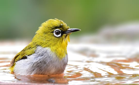 Hyperactive little yellow bird with an off-white belly and white “spectacles.” Found in a wide range of habitats.