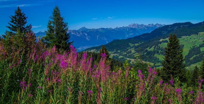 landscape of the Swiss Alps