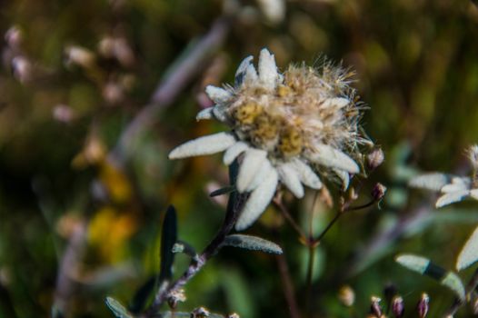 flowers in the Swiss Alps