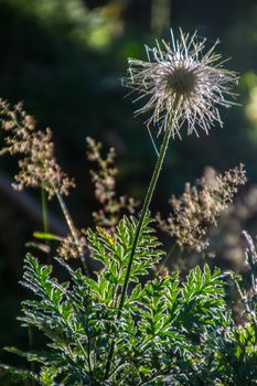 flowers of the alps french