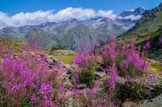 landscape of the Swiss Alps