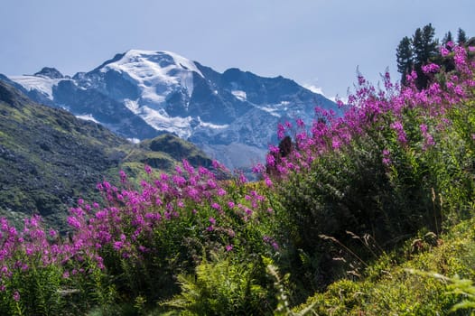 landscape of the Swiss Alps
