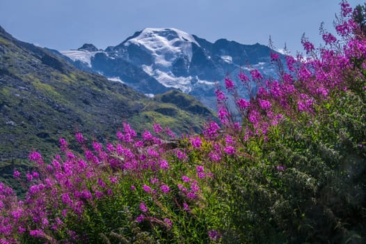 landscape of the Swiss Alps