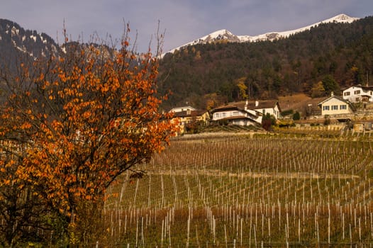 vineyard of lavaux