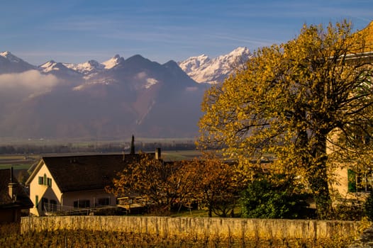 vineyard of lavaux