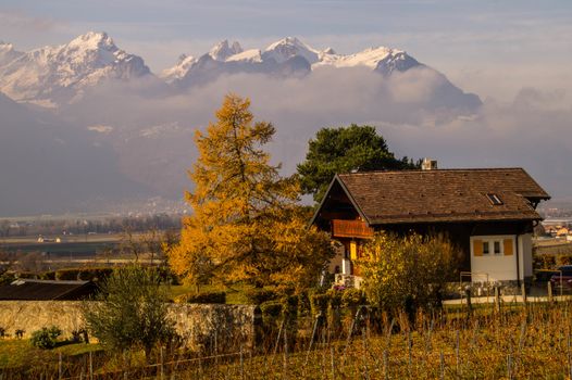 vineyard of lavaux