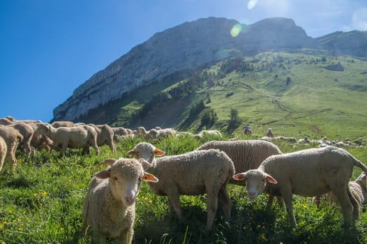 pass of ayes,sain pierre de chartreuse,isere,france