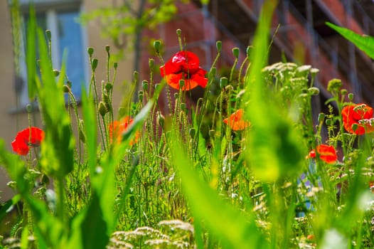 flowers in the city