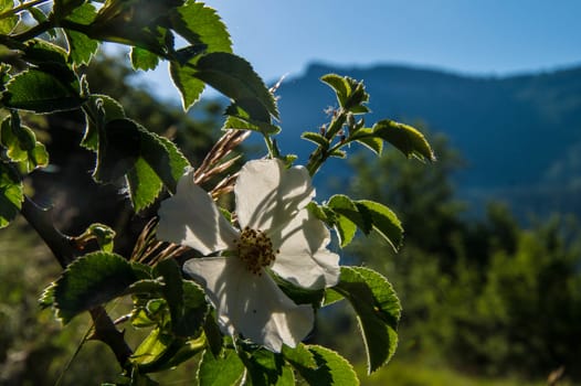 drome landscape